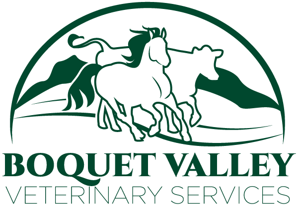 Farm Vet in Essex County, NY | Large Animal Veterinarian | Contact Us